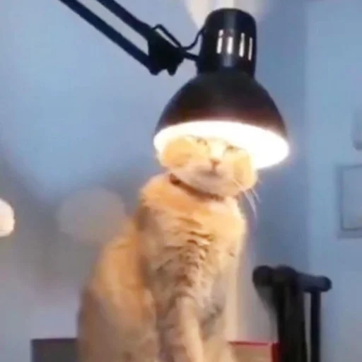 комнатный стена мех