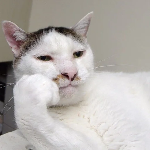 млекопитающее животное кошка