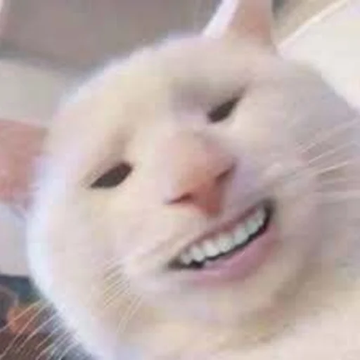 mammal animal whiskers