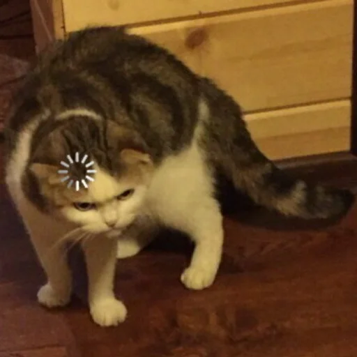 small to medium-sized cats animal indoor