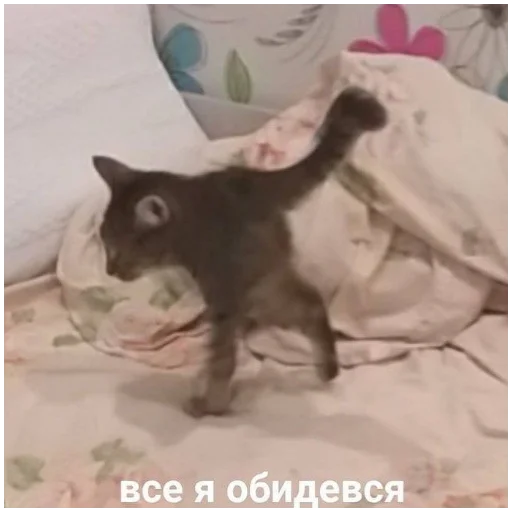 Sticker Meme pack for elite people - 6