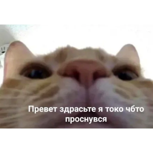 Sticker Meme pack for elite people - 0