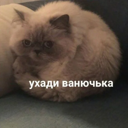 Sticker memekotans - 1