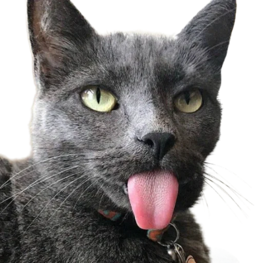 Стикер memekotans - 1