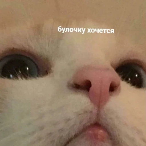 Sticker memekotans - 1