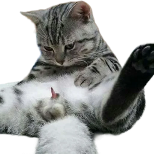 Sticker memekotans - 1