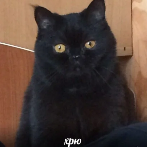 Sticker memekotans - 1