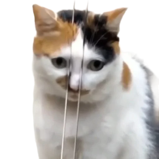 Sticker memekotans - 1