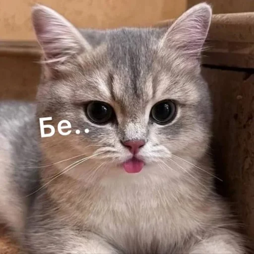 Стикер memekotans - 1