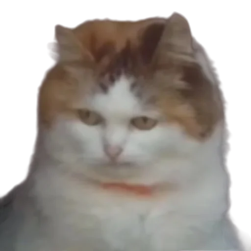 Стикер memekotans - 1