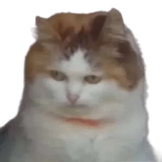 Sticker КоТаНы🐱 - 7