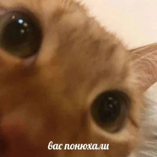 Sticker КоТаНы🐱 - 11