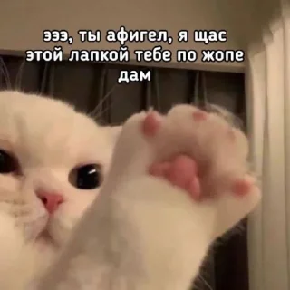 Sticker КоТаНы🐱 - 5