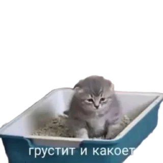 Sticker КоТаНы🐱 - 8