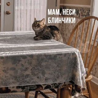 Sticker КоТаНы🐱 - 4