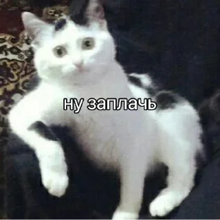 Sticker КоТаНы🐱 - 6