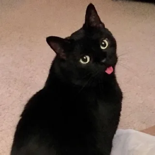 Sticker КоТаНы🐱 - 1