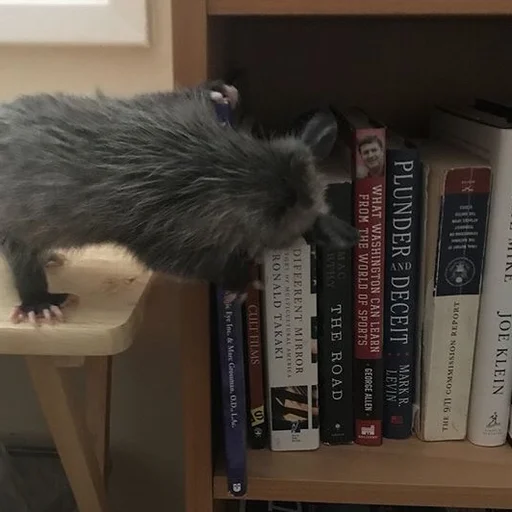 СМС комнатный книжный шкаф