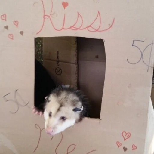 млекопитающее животное мышь