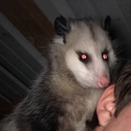 млекопитающее животное мех