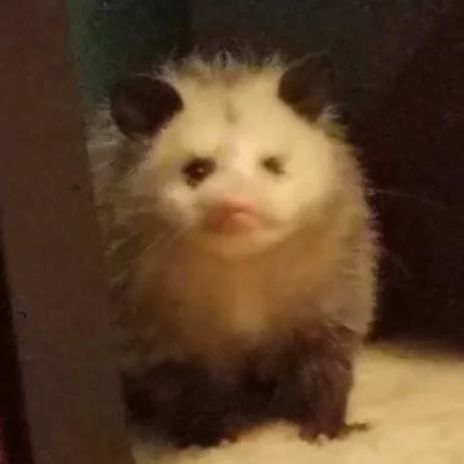 animal mammal whiskers