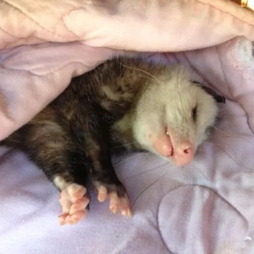 mammal animal polecat