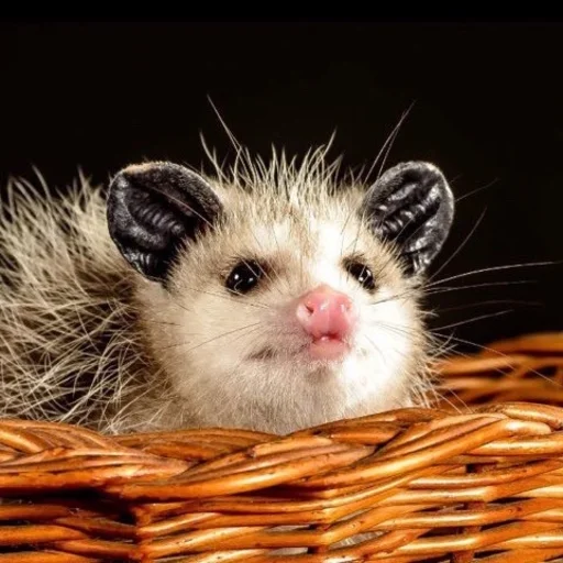 млекопитающее животное рыло