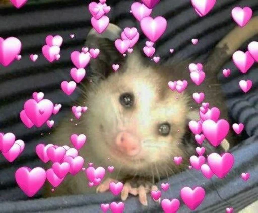 mammal animal rodent