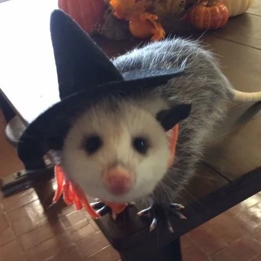 indoor mammal animal