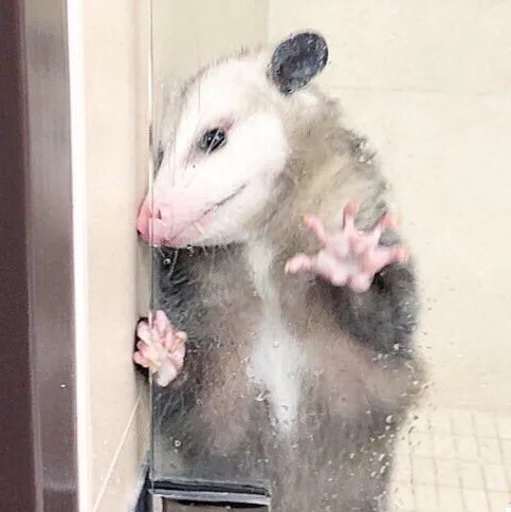 млекопитающее животное комнатный