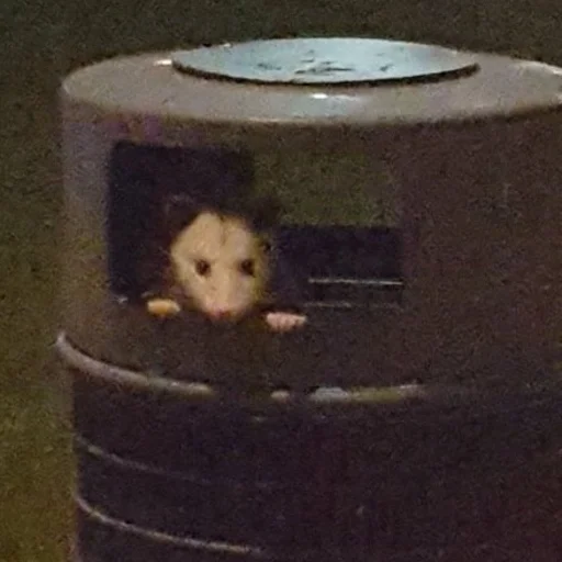 млекопитающее грызун крыса