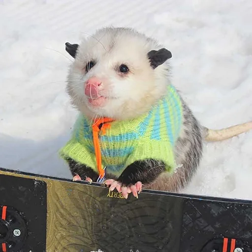 млекопитающее животное мышь