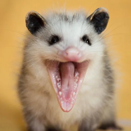 млекопитающее животное мех