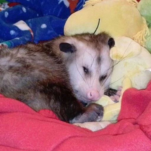 mammal animal blanket