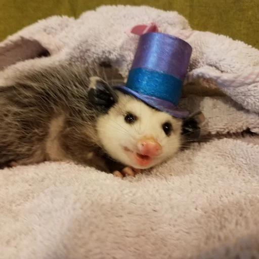 mammal animal indoor