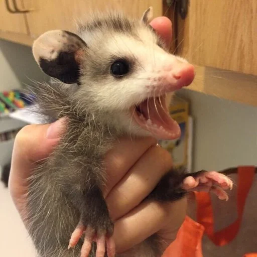 mammal animal rodent