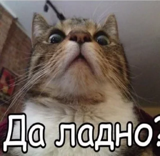 Sticker Meme Pack - 11