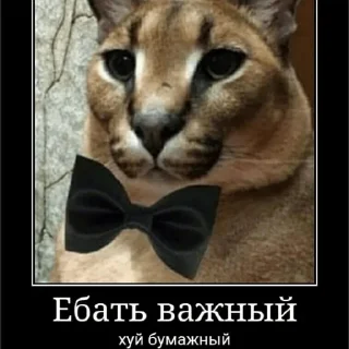 Sticker Империя Мемов - 10