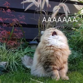 Sticker memes_again - 1