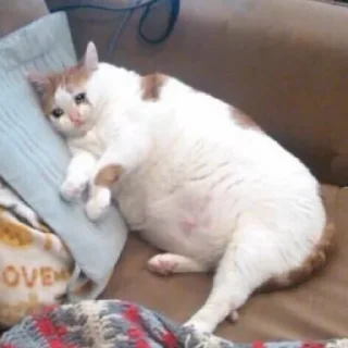 Sticker memes_again - 0