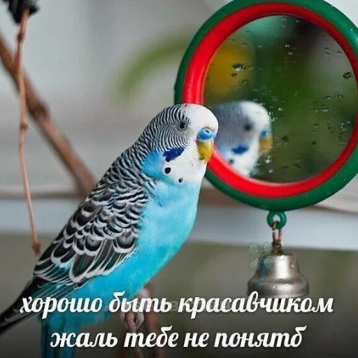 птица животное попугай