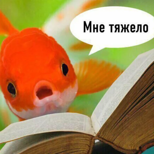 fish animal goldfish