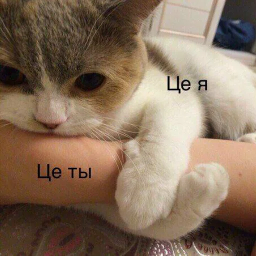 mammal animal small to medium-sized cats