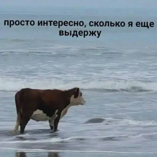 mammal animal cattle