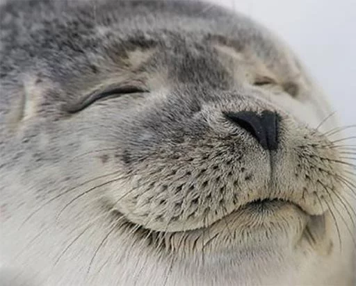 животное млекопитающее водные млекопитающие