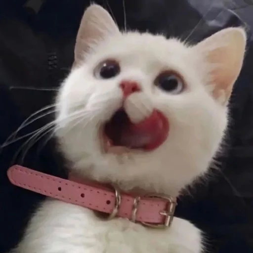 small to medium-sized cats whiskers felidae