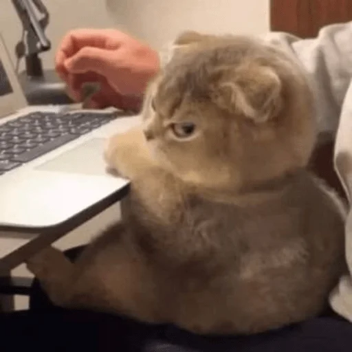 Sticker мемный сборник - 9