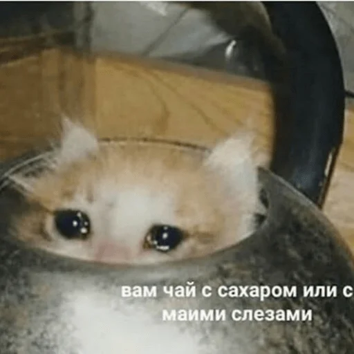 Sticker Мемы by @aeughh - 3