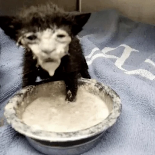 Sticker Мемы by @aeughh - 2