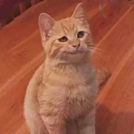 Стикер memesbyset700 - 1